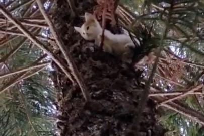 Ağaçta mahsur kalan kediler kurtarıldı