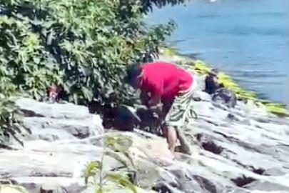 Avcılar Sahili’nde köpeğe şiddet. Şüpheli gözaltına alındı
