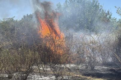 Rüzgarın etkisiyle yayılan ot yangını korkuttu