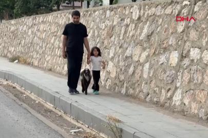 Annesiz kalan kuzuya şefkat eli: Biberonla büyütüyor