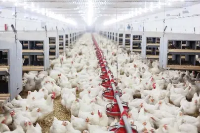 Tavuk eti üretimi 202 bin ton oldu, yumurta üretimi arttı